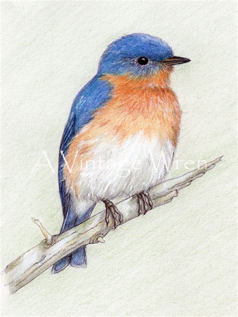 Eastern Bluebird Print With Double Mat Bird Art Avintagewren
