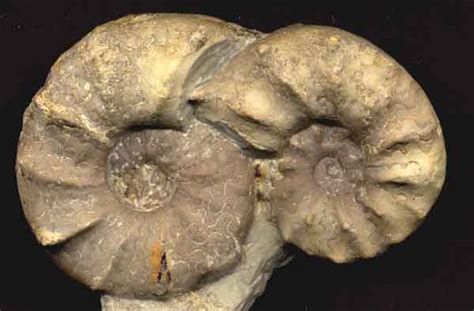 Die ceratiten (ceratitida) sind frühmesozoische ammoniten. Trias Verein Thüringen | Fossilien | Oberer Muschelkalk ...