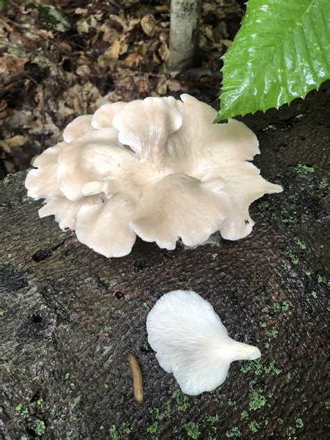 Ontario Mushrooms All Mushroom Info