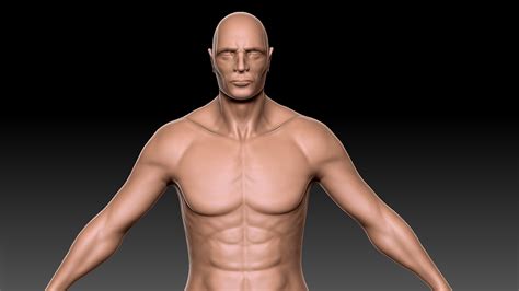 Human torso anatomy model assembled transparent 4d male body musculoskeletal. Male Human Body Zbrush 3D model lowpoly and low-poly 1