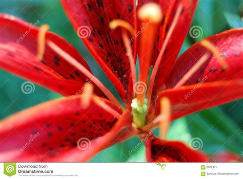 Bright Red Tiger Lily Flower Stock Image Image Of Polka Flowers 3072321