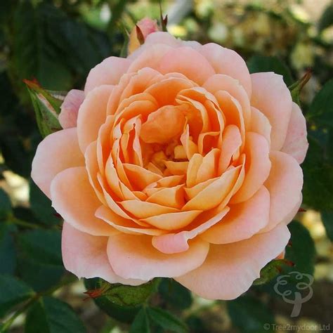 Sweet Dream Rose T Buy A High Quality Patio Rose Bush Rose Varieties Bush T Rose