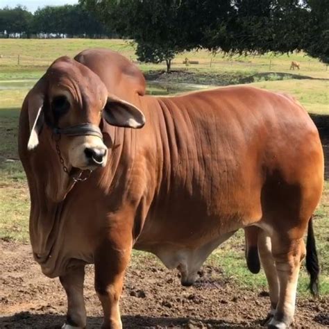 It was bred in the united states from 1885 from cattle originating in india, imported at various times from the united kingdom, from india and from brazil. Red Brahman bull RMC Monte Monsant 3/17 from Rancho Monte ...