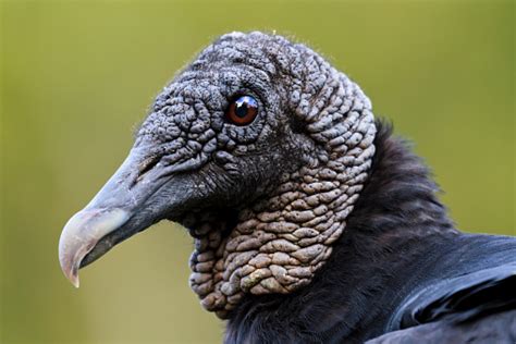 Black Vulture Portraitone Ugly Bird Stock Photo Download