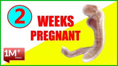 Weeks Pregnant Symptoms And Baby Size In Womb Early Pregnancy YouTube