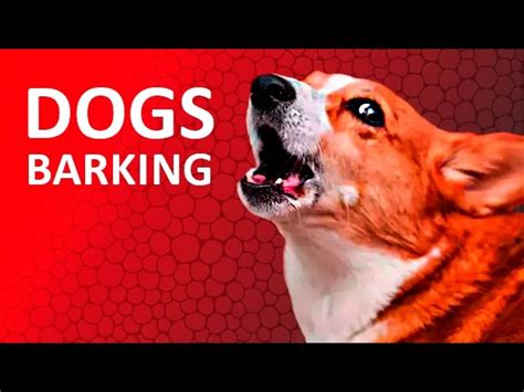 The Different Types Of Dog Barking Smartpetusa