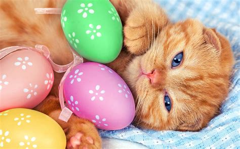 Easter Cat Wallpapers Top Free Easter Cat Backgrounds Wallpaperaccess