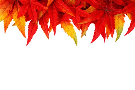 Red Fall Leaves Background
