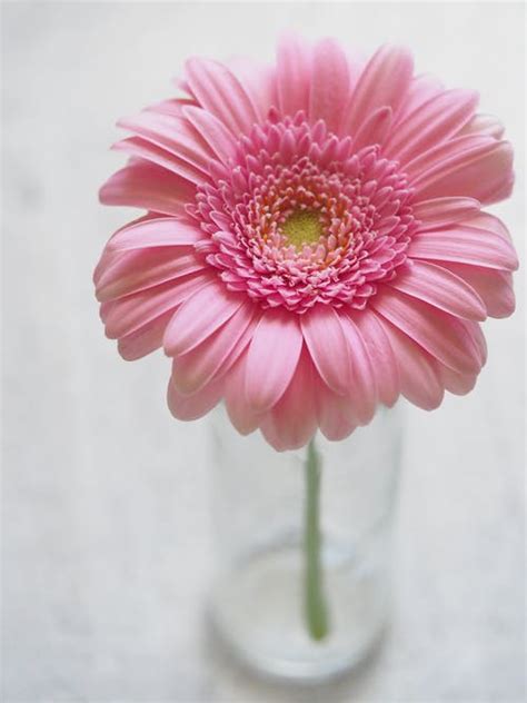 72 beautiful flower images hd download for wallpaper photo pics. Beautiful Whatsapp DP Flower Images Free Download | HD ...