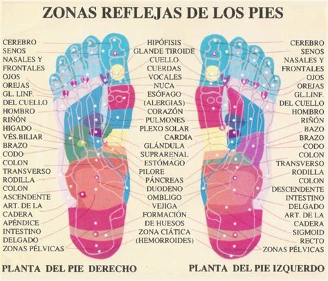 Pin En Reflexologia