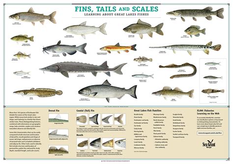 Freshwater Fish Species Chart