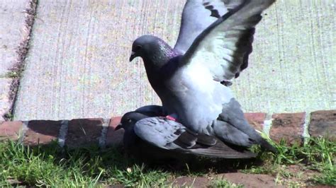 Pigeons Having Sex Youtube