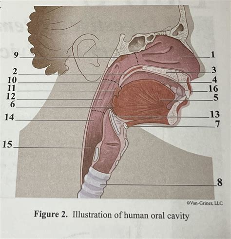 Biol Lab Figure Illustration Of Human Oral Cavity Diagram Quizlet