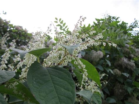 Garden And Landscape Directory Hints And Tips Knotty Problem Of Japanese Knotweed Deters Homebuyers