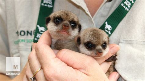 Super Cute Baby Meerkats Explore The Outside World For First Time
