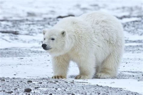 Discover The Largest Polar Bear Ever Recorded Imp World