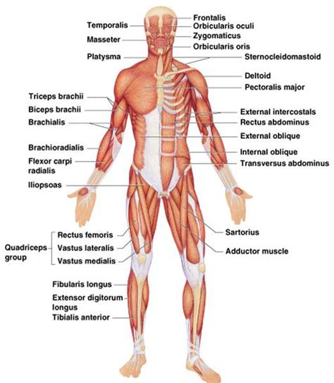 Muscles anterior full body diagram | start studying anterior muscles full body. Skeletal Muscles