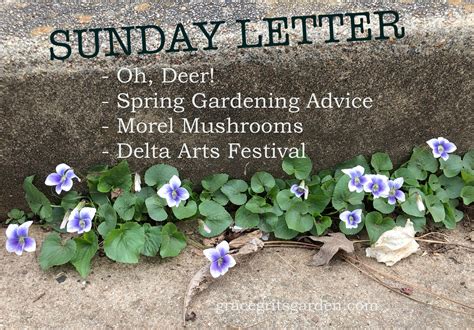 Sunday Letter 033119 Grace Grits And Gardening