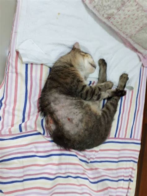 33 Hq Pictures Puncture Wound Cat Abscess Burst Hole Cat Abscess