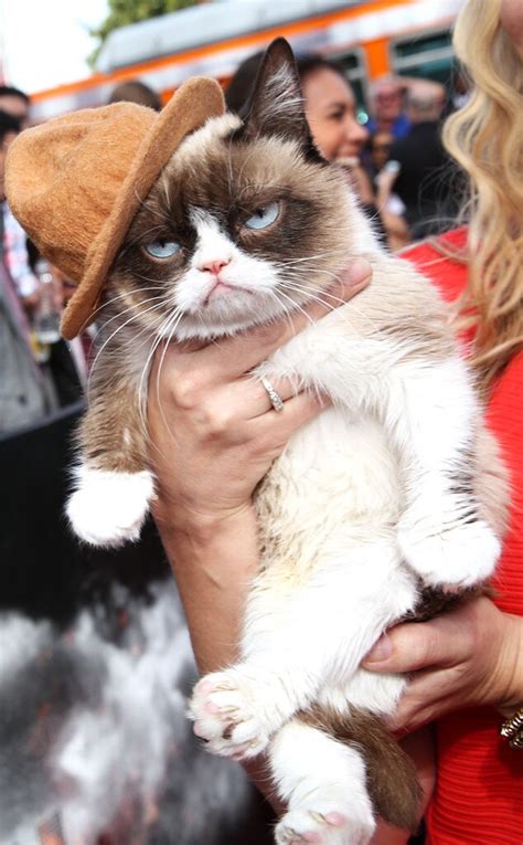 Grumpy Cat From Internets Most Famous Animals E News
