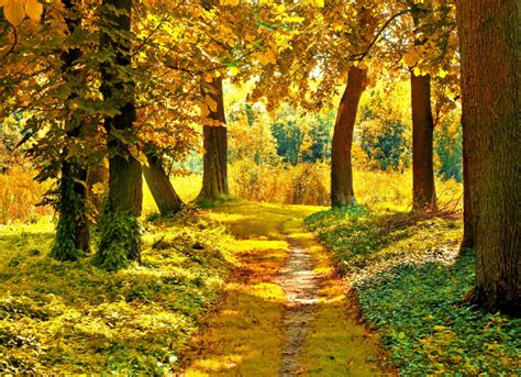 Green Trees Leaves The Sun Autumn Path Photo 3349 Hd Stock Photos And Wallpapers 1080px
