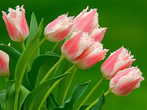 Imágenes De Flores Y Plantas Tulipanes