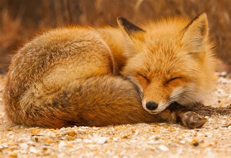 Sleeping Fox Pet Fox Fox Fox Images