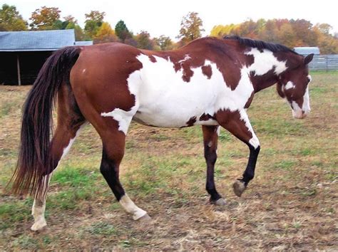 Horses With Unique And Beautiful Coats Horses Rare Horse Colors