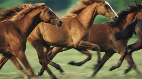 A Guide To Horse Breeds The New Yorker