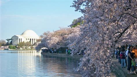 How Dcs National Cherry Blossom Festival Became A Celebrated Us Annual