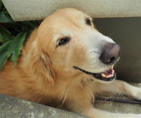 Cute Smiling Dog Golden Retriever Portrait Stock Photo Image Of