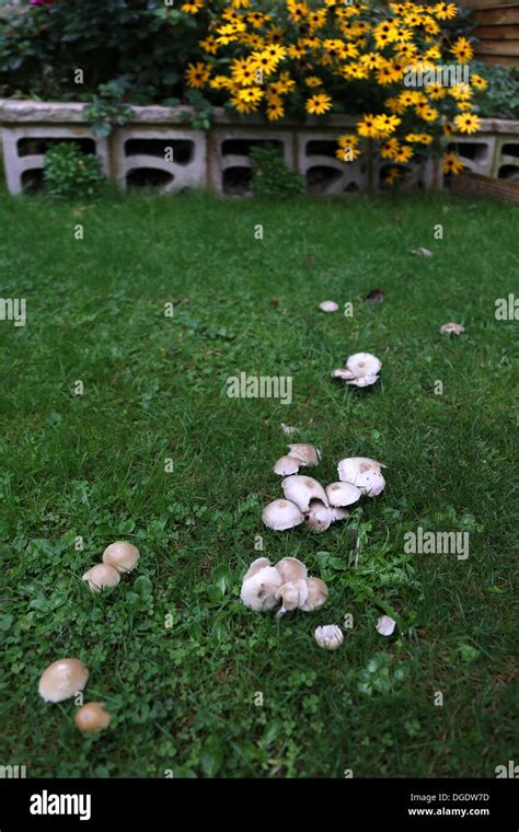 Grass Lawn Fungus Hi Res Stock Photography And Images Alamy