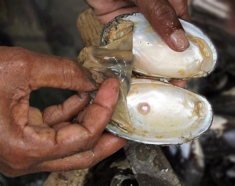 Pearl Farming Grow Pearls At Home With An Investment Of Rs 20000 Earn