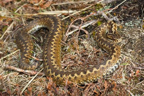 Bortsett fra en kraftig opphovnet underarm og to tydelige stikkmerker, hadde magnus ingen symptomer på at han hadde blitt bitt av en hoggorm. sort buorm - Reptilfreaks.no