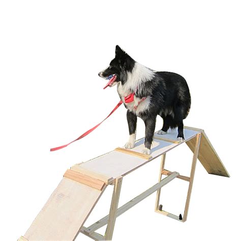 What Equipment Is Used In Dog Agility