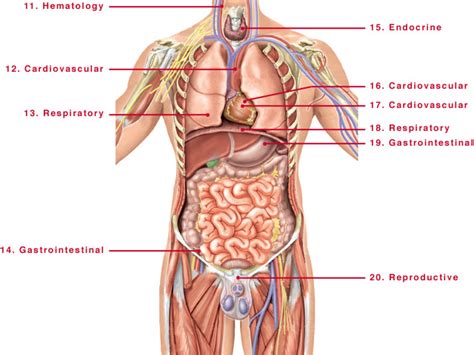 An organ is a group of two or more tissue that works together to complete a common function.your body has around 78 organs.in this video, i will cover. Free Human Body Organs, Download Free Clip Art, Free Clip ...