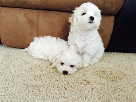 Cute Malteses Puppies 4 Sale 8 Weeks Old For Sale In Beaverton Oregon