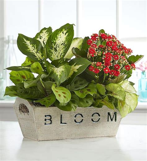 Lovely Lavender Medley™ Flower Delivery Dish Garden Flower Arrangements