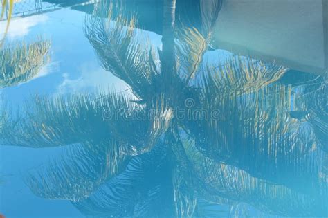 Palm Tree Reflection Stock Image Image Of Blue Pool 77881591