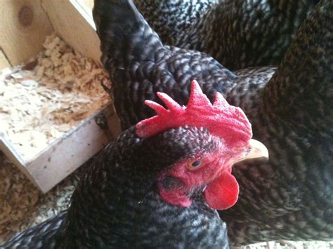 Chicken has red swollen bottom. Very red swollen chicken butt - pictures | BackYard ...