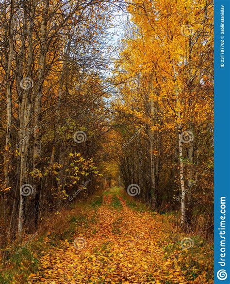 Sunny Alley With Birches In The Autumn Forest Autumn Leaf Fall A Path