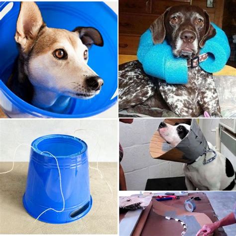 7 Diy Dog Cone Ideas That Are Easy To Make Dog E Collars