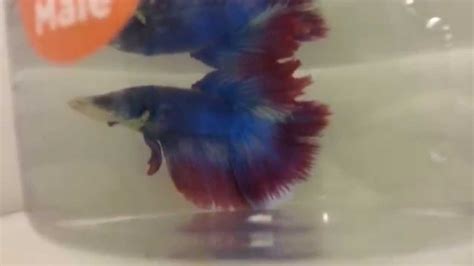 Select from distinct mosquito fish at alibaba.com to enhance the aesthetic appearance of your interior decor. Betta fish at petco - YouTube