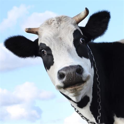 We did not find results for: Cow - The Observation Deck