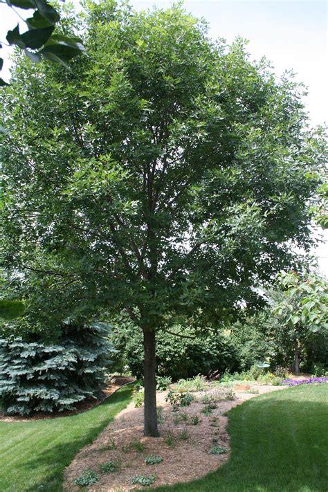 How To Identify An Ash Tree My Northern Garden