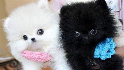 Due to their smaller size, runts are usually weaker and more susceptible to numerous health problems. Looking for a new puppy? A litter of Pomeranian Teacup ...