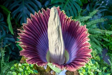 Top 10 Strangest Plants In The World Worlds Top Insider