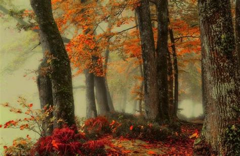 Pin By Stacey Michelin On Trees Autumn Forest Fall Colors Art