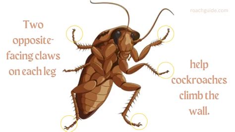 Can Cockroaches Climb Walls Discovers Some Amazing Cockroach Facts The Cockroach Guide
