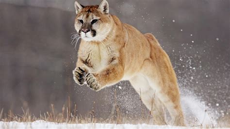 Interesting Facts About Cougars
